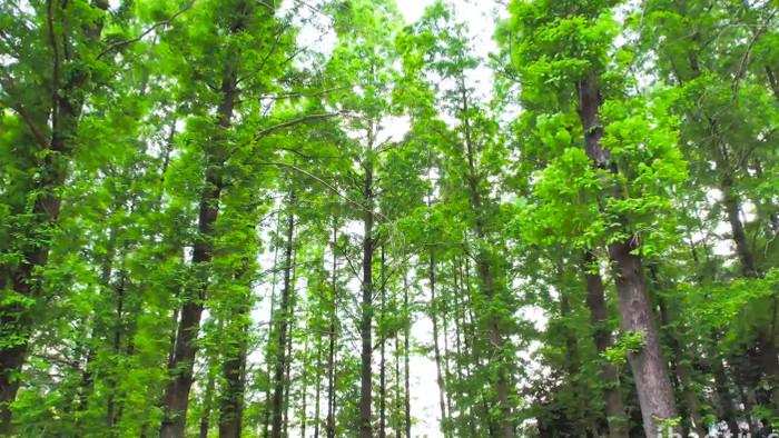 夏日绿色水杉树林阳光4K实拍