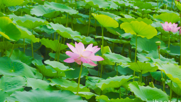 夏日荷塘风景唯美治愈荷花4K