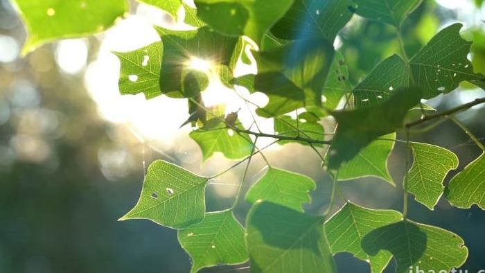 治愈阳光透过树叶苔藓4k实拍