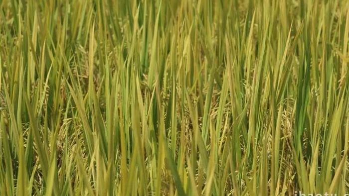 粮食水稻生长农业种植实拍4k