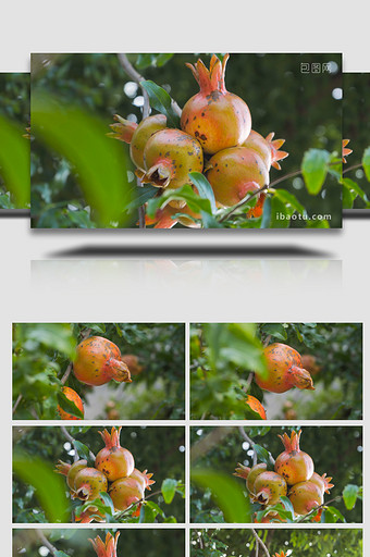 水果树石榴果实成熟4K实拍图片