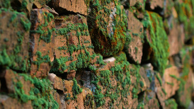 震撼生命力岩石上生长的青苔苔藓实拍