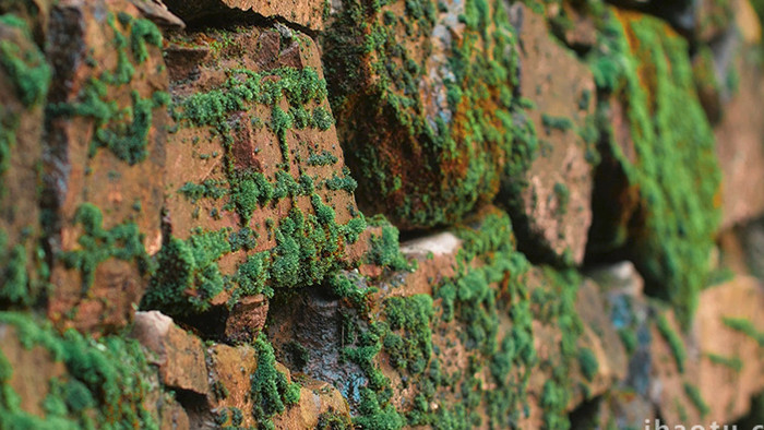 震撼生命力岩石上生长的青苔苔藓实拍