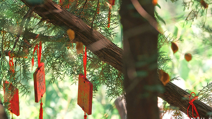 温暖安逸寺院树上挂的祈福牌红绳实拍