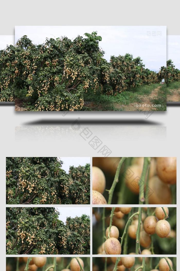 自然农业黄皮果树实拍4K