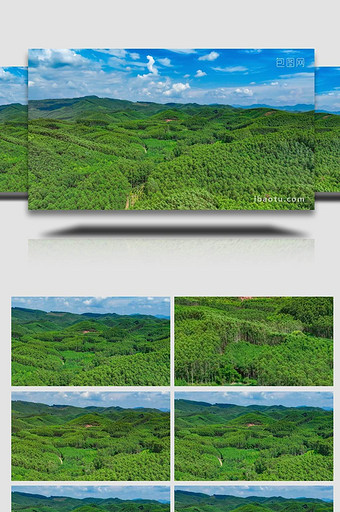南方尾叶桉林木种植蓝天白云航拍图片