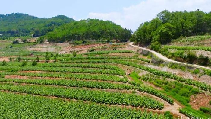 山区农业烟田烤烟种植烟草航拍