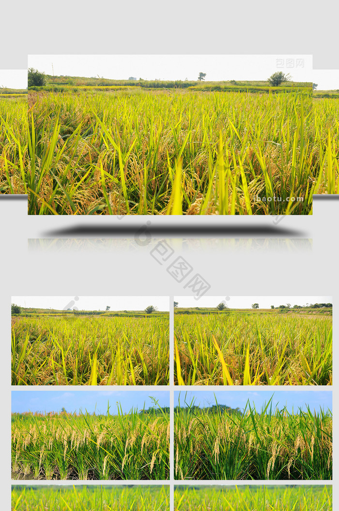 粮食秋收金黄成熟的水稻稻谷实拍