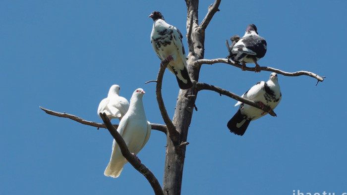 自然简约树上的鸽子鸟类实拍