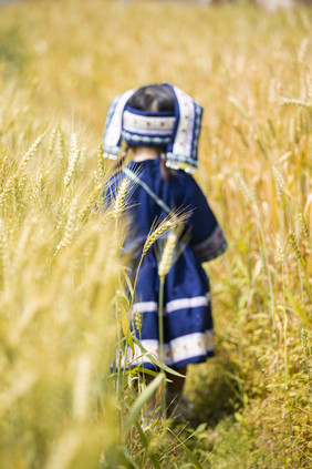 秋天丰收的小麦田野壮族服饰