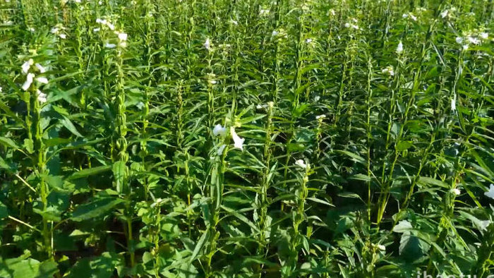 秋季芝麻即将成熟实拍素材