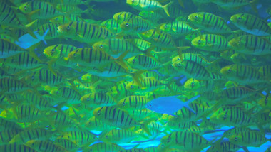 海洋生物黄鹂无齿鲹4K实拍