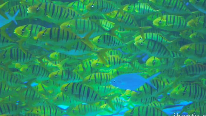 海洋生物黄鹂无齿鲹4K实拍