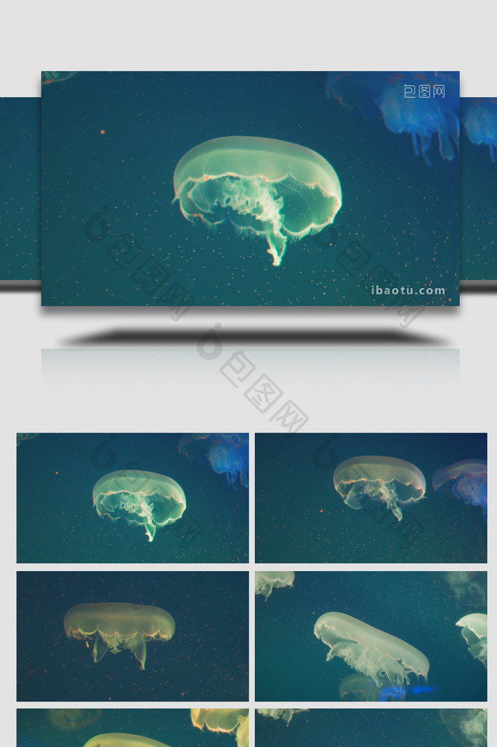 水母馆水母海洋生物4K实拍