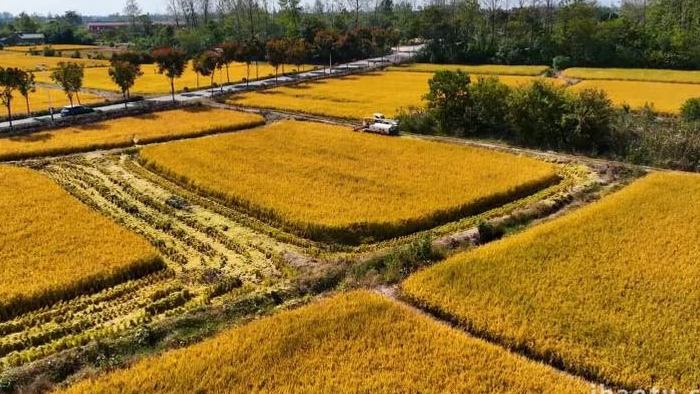 秋季乡村农业水稻丰收4k航拍