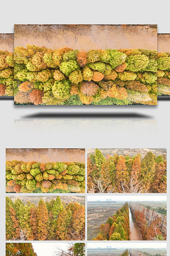 秋天风景缤纷水杉树林4K航拍图片