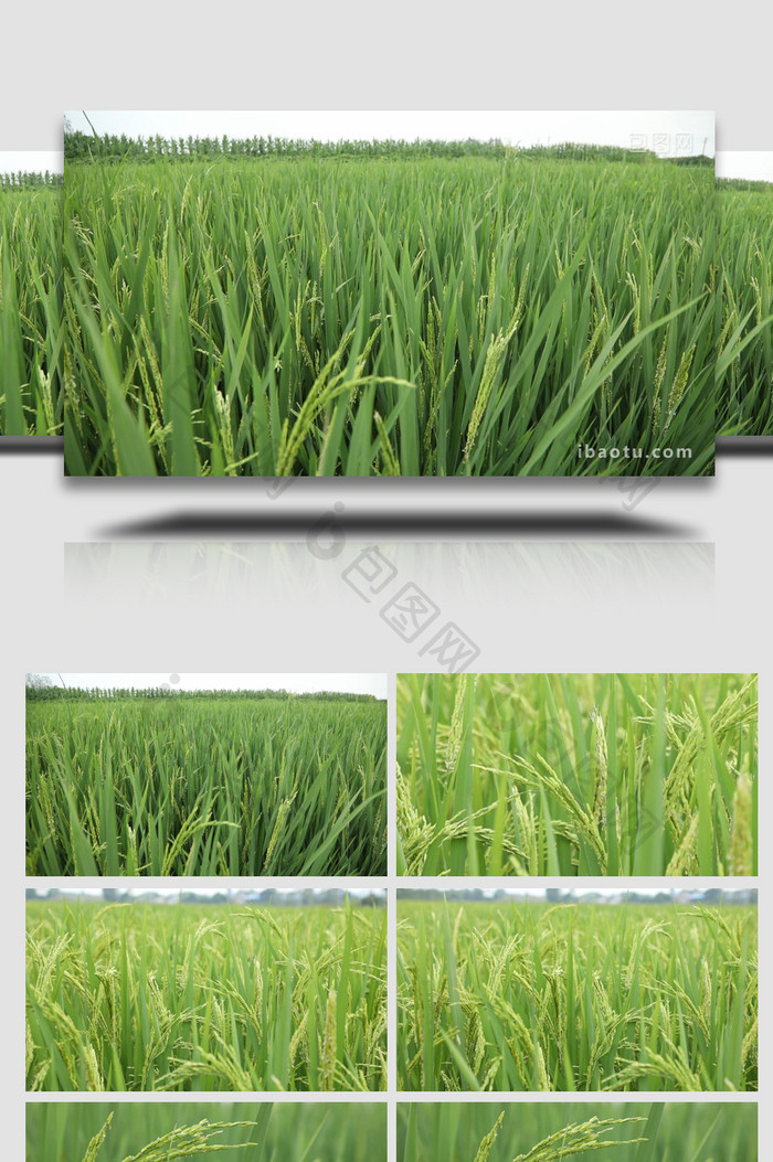 夏季绿油油的水稻稻花香