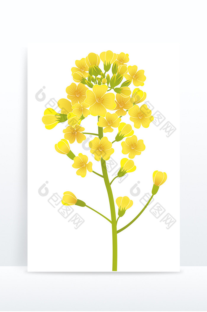 金黄黄油菜花图片图片