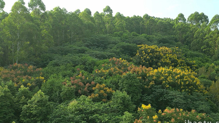 自然森林茂密的树木生态康养实拍