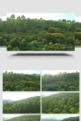 自然森林茂密的树木生态康养实拍图片