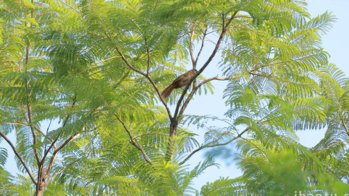 自然树上的鸟儿欢快觅食4K实拍