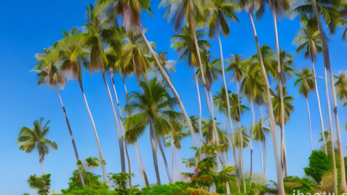 东南亚海滩椰树空镜