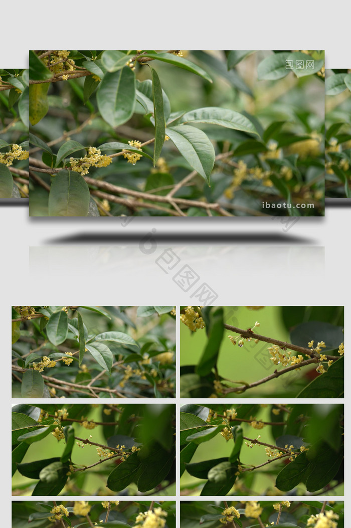 秋天植物桂花特写实拍视频