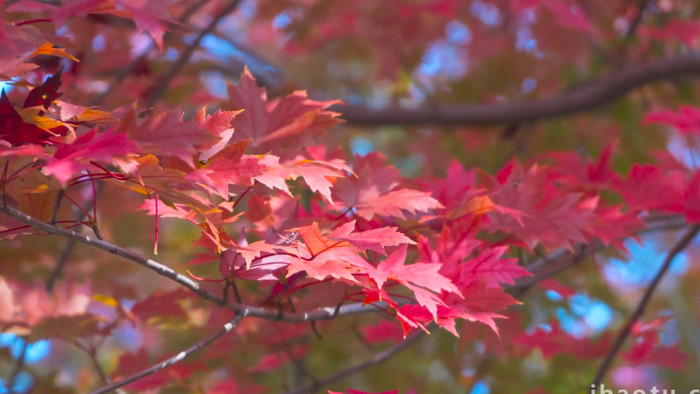 秋日植物枫叶变红了红枫4K实拍