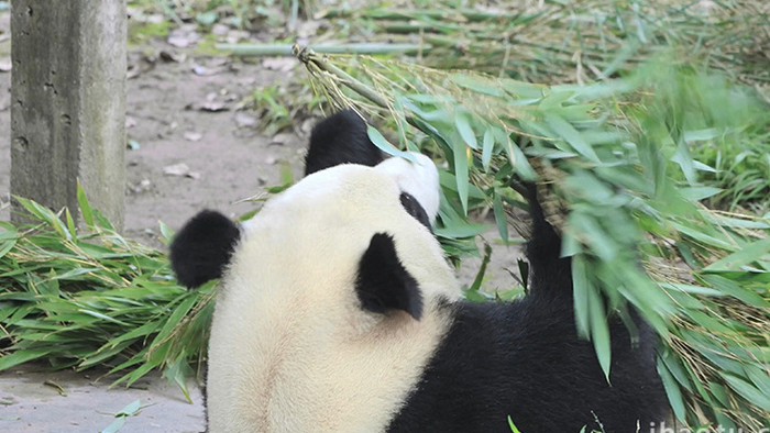 动物憨厚可爱的大熊猫吃竹子实拍