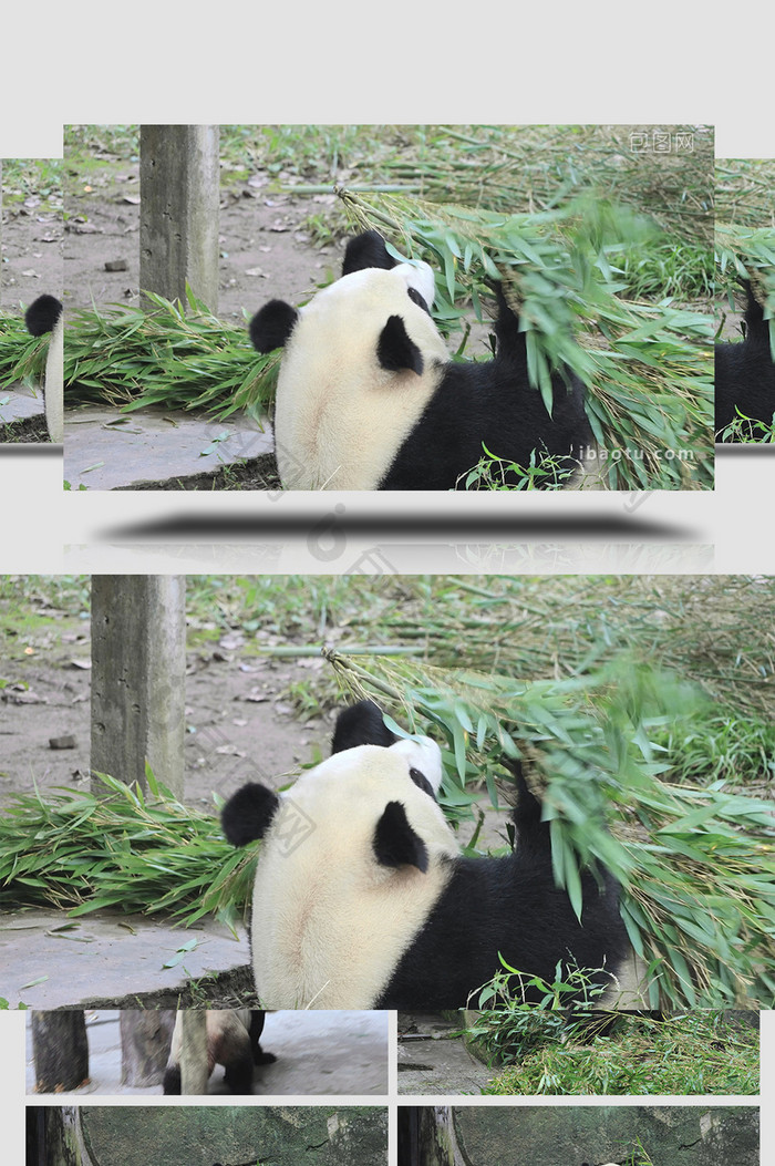 动物憨厚可爱的大熊猫吃竹子实拍