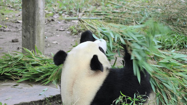 动物憨厚可爱的大熊猫吃竹子实拍