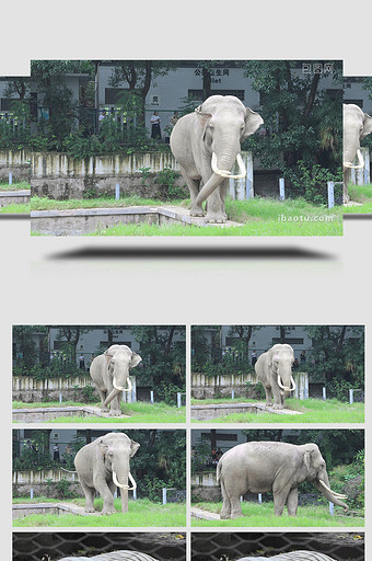 动物园大象行走老虎4K实拍图片