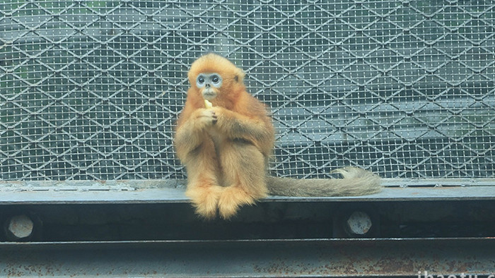 动物园猴子金丝猴吃食4K实拍