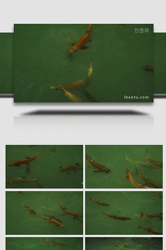 池塘中的中华鲟鲟鱼鱼群特写实拍图片