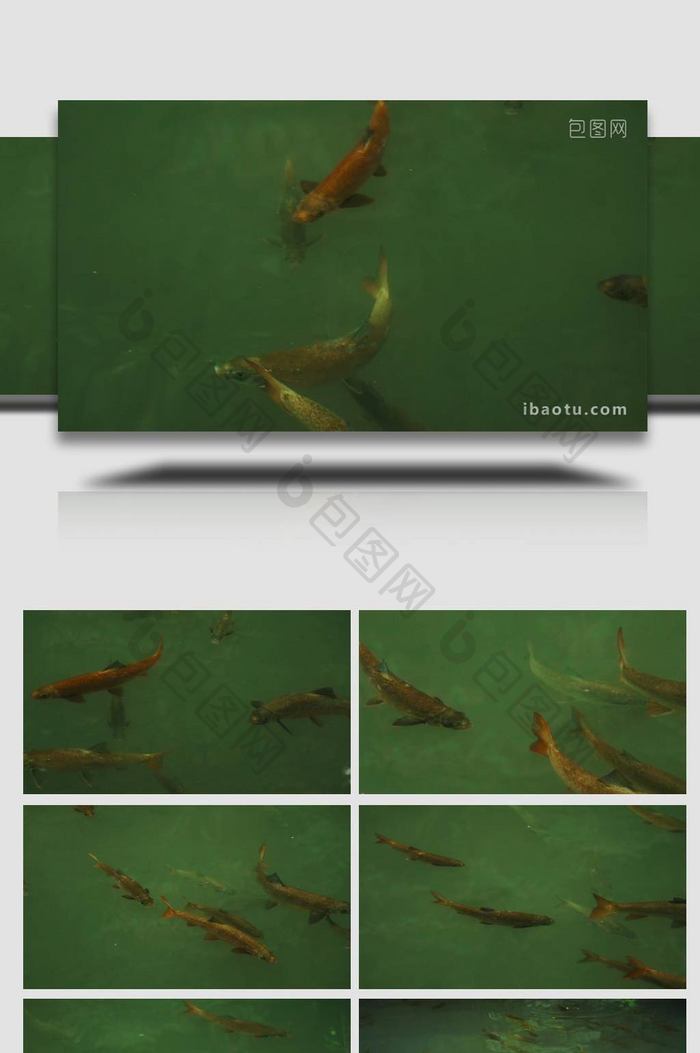 池塘中的中华鲟鲟鱼鱼群特写实拍