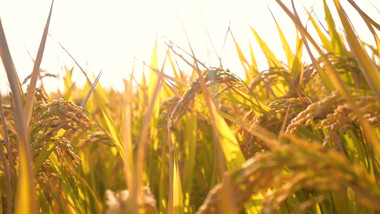 秋天丰收的季节成熟水稻实拍
