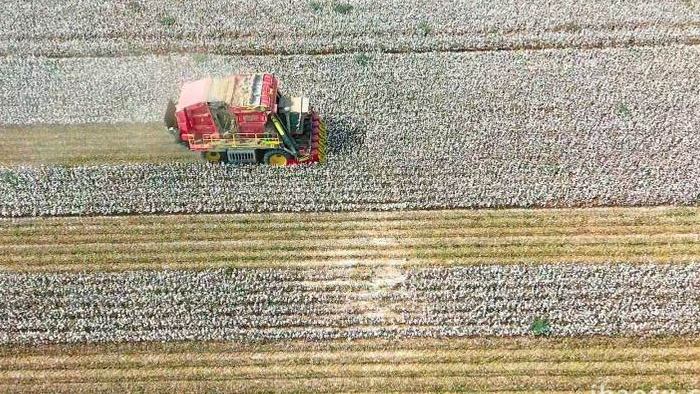 农业生产新疆机器采棉航拍