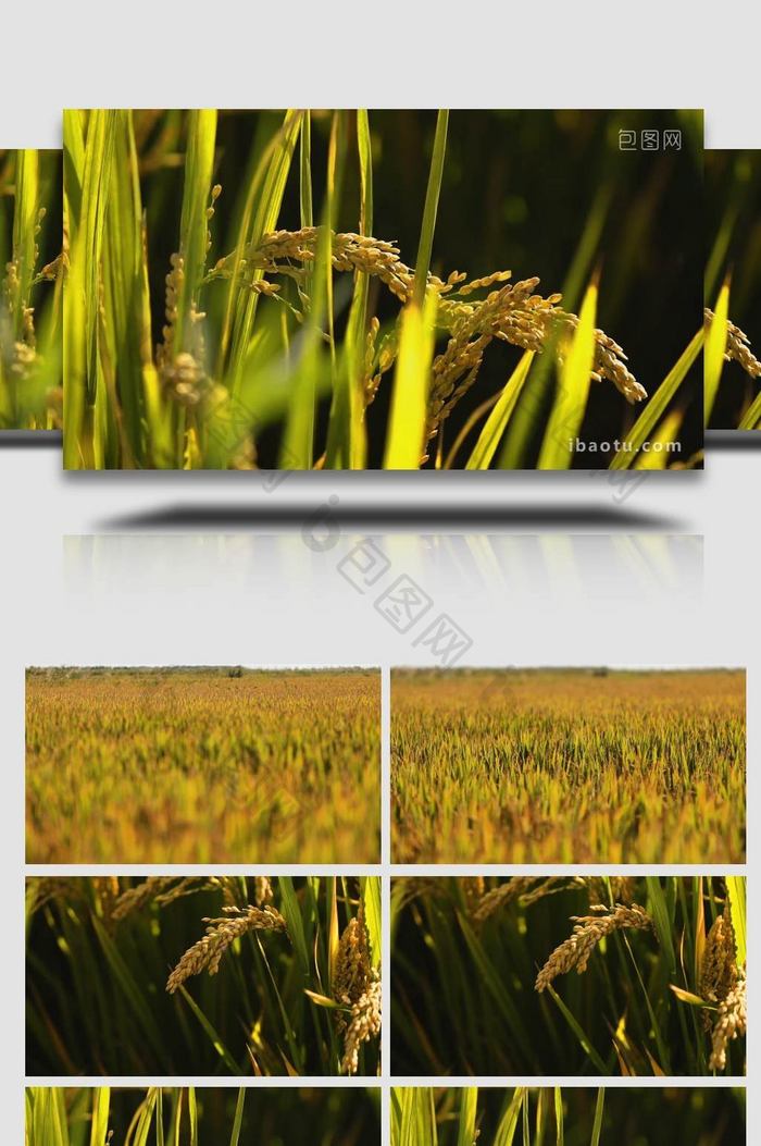 自然农业稻田成熟水稻实拍