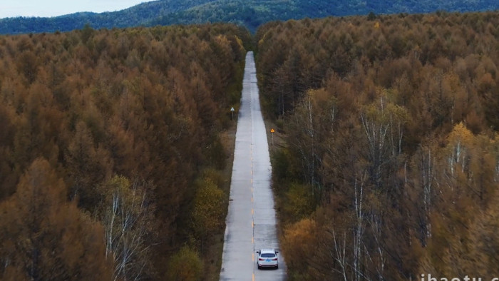 自然大气森林里行驶的汽车航拍