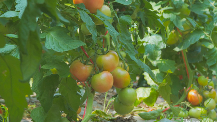 农业西红柿种植有机蔬菜4K实拍