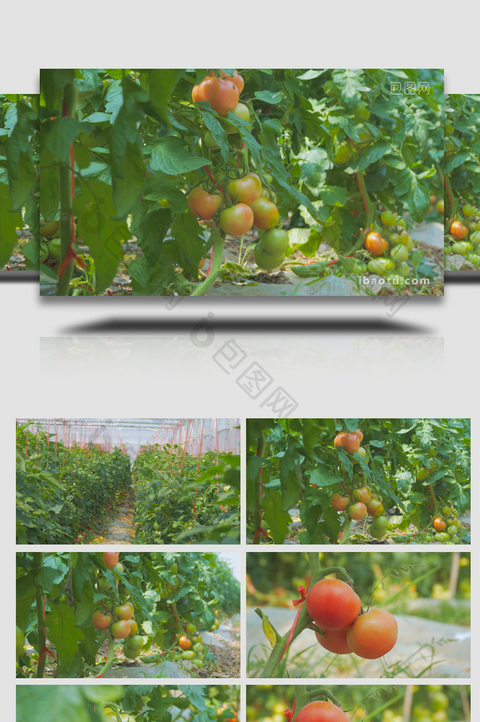 农业西红柿种植有机蔬菜4K实拍