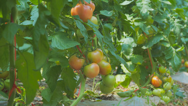 农业西红柿种植有机蔬菜4K实拍