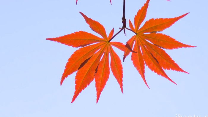 秋天氛围唯美红枫光影4K实拍