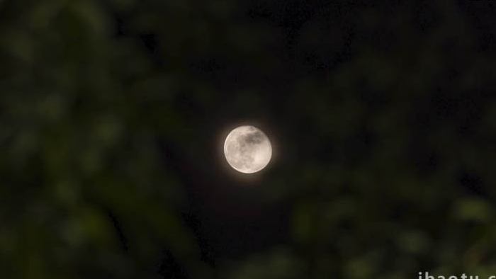 树叶间的满月月亮延时实拍4k