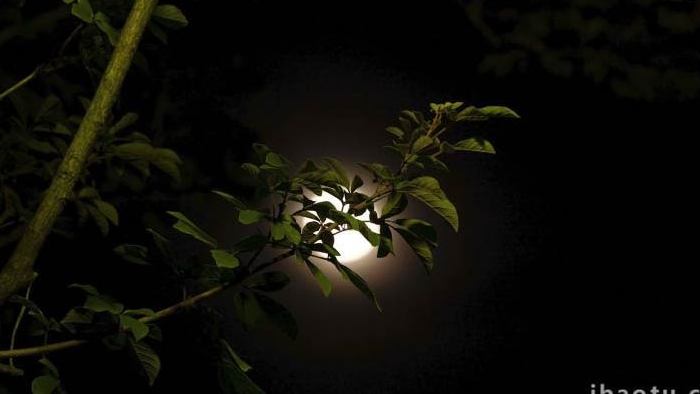 夜晚满月树枝月亮延时实拍4k