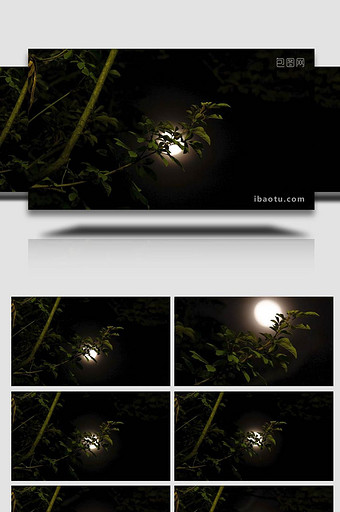 夜晚满月树枝月亮延时实拍4k图片