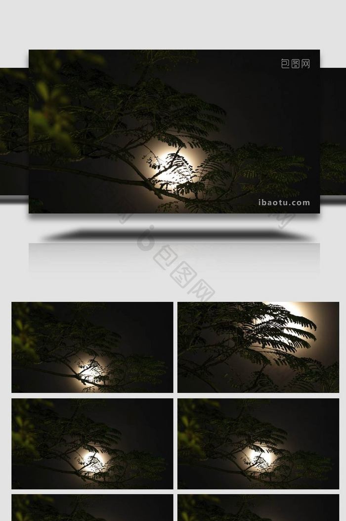 树枝树影夜晚满月延时实拍4k