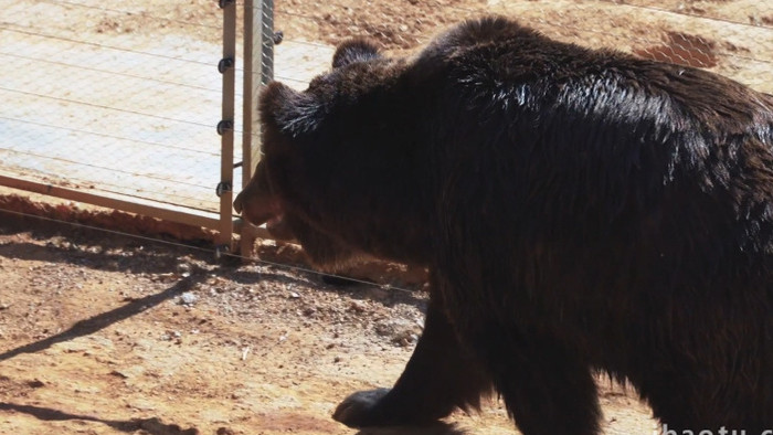 自然简约黑熊动物实拍
