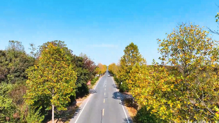 秋天风景公路枫树叶变黄4K航拍