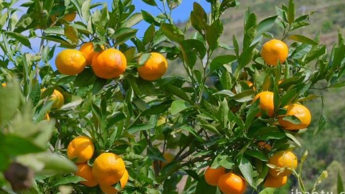 成熟的橘子农业基地果园4K实拍